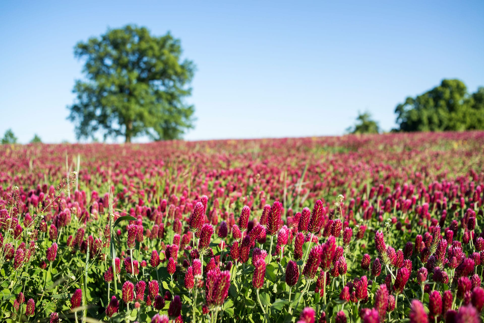 Wamckow bluehendes Kleefeld Rot Violett Sternberger Seenland DSC5306 web