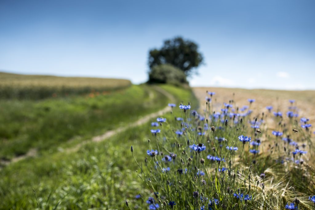 Brahlstorf Feldweg Richtung Zaschendorf Getreidefeld Kornblumen Sternberger Seenland DSC0448